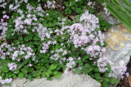 Rutewka- Thalictrum kiusianum