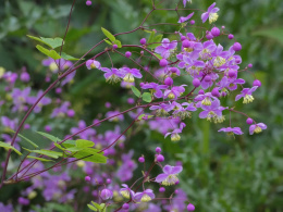 Rutewka- Thalictrum rochebrunianum