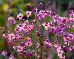 Rutewka- Thalictrum rochebrunianum