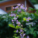 Rutewka- Thalictrum rochebrunianum