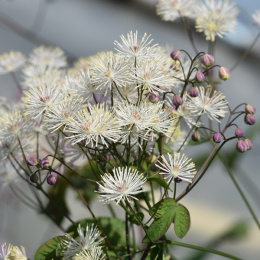 Rutewka-Thalictrum 'Ghent Ebony'