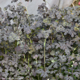 Rutewka-Thalictrum 'Ghent Ebony'