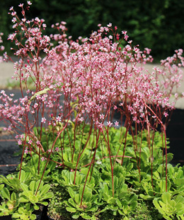 Skalnica cieniolubna- Saxifraga urbium 'Clarence Elliott' (p9)