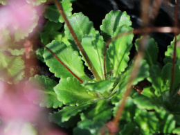 Skalnica cieniolubna- Saxifraga urbium 'Clarence Elliott' (p9)