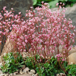 Skalnica cieniolubna- Saxifraga urbium 'Clarence Elliott'