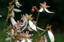 Skalnica rozłogowa- Saxifraga stolonifera 'Kinki Purple'