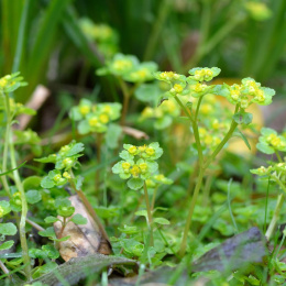 Śledziennica naprzeciwlistna- Chrysosplenium oppositifolium