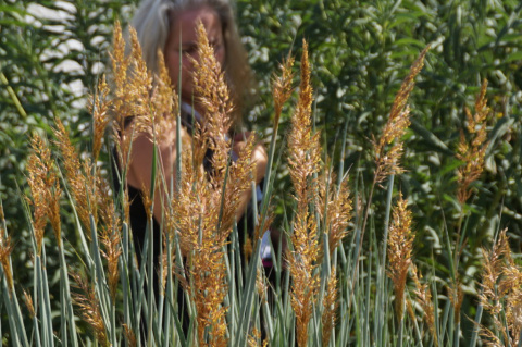 Sorgastrum zwisłe- Sorghastrum nutans 'Winnetou's Squaw'