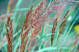 Sorgastrum zwisłe- Sorghastrum nutans 'Winnetou's Squaw'