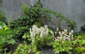 Tiarella 'Skeleton Key'