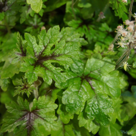 Tiarella 'Skeleton Key'