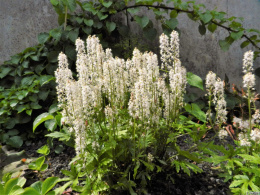 Tiarella 'Skeleton Key'