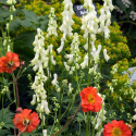 Tojad północny- ACONITUM SEPTENTRIONALE 'IVORINE'