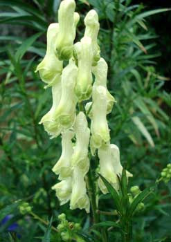 Tojad północny- ACONITUM SEPTENTRIONALE 'IVORINE'