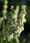 Tojad północny- ACONITUM SEPTENTRIONALE 'IVORINE'