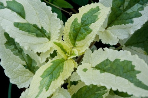 Trędownik- Scrophularia auriculata 'Variegata'