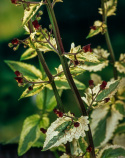 Trędownik- Scrophularia auriculata 'Variegata'