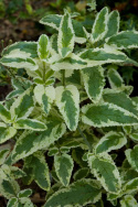 Trędownik- Scrophularia auriculata 'Variegata'