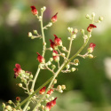 Trędownik- Scrophularia auriculata 'Variegata'