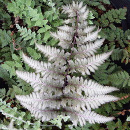 Wietlica japońska- Athyrium niponicum 'Metallicum' (p9)