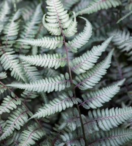 Wietlica japońska- Athyrium niponicum 'Metallicum' (p9)