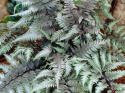 Wietlica japońska- Athyrium niponicum 'Red Beauty'