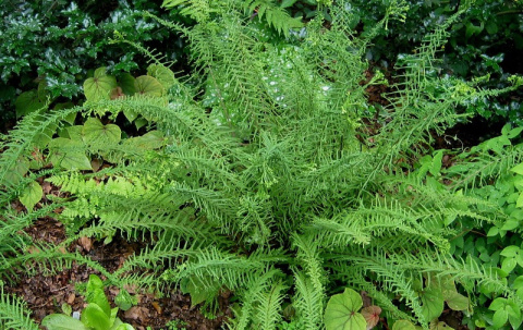 Wietlica samicza- Athyrium fil.-f. 'Victoriae' (p9)