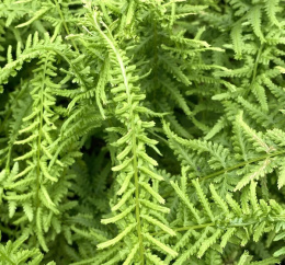 Wietlica samicza- Athyrium fil.-f. 'Victoriae' (p9)