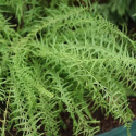 Wietlica samicza- Athyrium fil.-f. 'Victoriae' (p9)