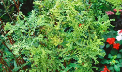 Wietlica samicza- Athyrium filix-femina 'Vernoniae Cristatum' (p9)