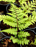 Wietlica uszkowata- Athyrium otophorum 'Okanum' (p9)