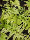 Wietlica uszkowata- Athyrium otophorum 'Okanum' (p9)