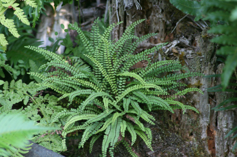 Zanokcica skalna- Asplenium trichomanes (p9)