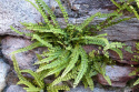 Zanokcica skalna- Asplenium trichomanes (p9)