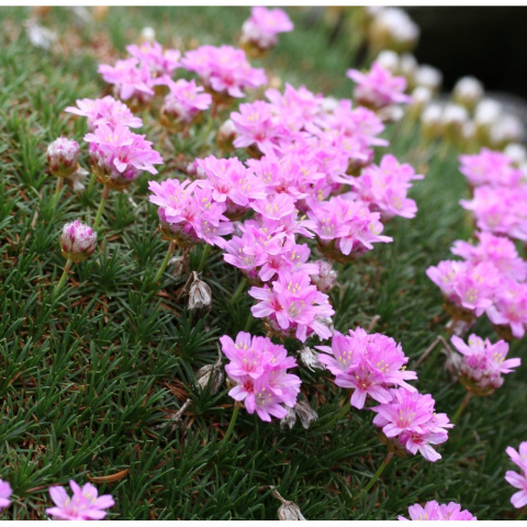 Zawciąg jałowcolisnty 'New Zeland Form'- Armeria juniperifolia