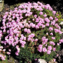 Zawciąg jałowcolisnty 'New Zeland Form'- Armeria juniperifolia