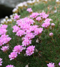 Zawciąg jałowcolisnty 'New Zeland Form'- Armeria juniperifolia