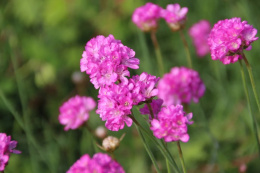 Zawciąg nadmorski 'Rosea Compacta'- Armeria maritima