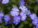 Zawciągowiec Wilmotta - Ceratostigma willmottianum (p9)