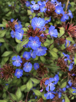 Zawciągowiec Wilmotta - Ceratostigma willmottianum (p9)