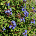 Zawciągowiec Wilmotta - Ceratostigma willmottianum (p9)