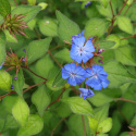 Zawciągowiec Wilmotta - Ceratostigma willmottianum (p9)