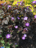 Bodziszek plamiasty- Geranium maculatum 'Stormy Night' (p9)