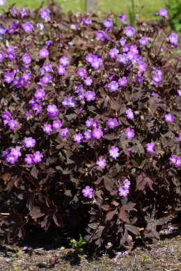 Bodziszek plamiasty- Geranium maculatum 'Stormy Night' (p9)