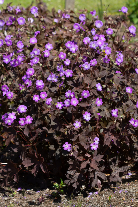 Bodziszek plamiasty- Geranium maculatum 'Stormy Night' (p9)