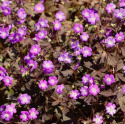 Bodziszek plamiasty- Geranium maculatum 'Stormy Night' (p9)