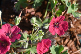 Bodziszek popielaty 'Jolly Jewel Red'