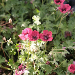 Bodziszek popielaty 'Jolly Jewel Red'