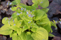 Brunnera 'Diane's Gold'