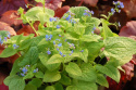 Brunnera 'Diane's Gold' (p9)